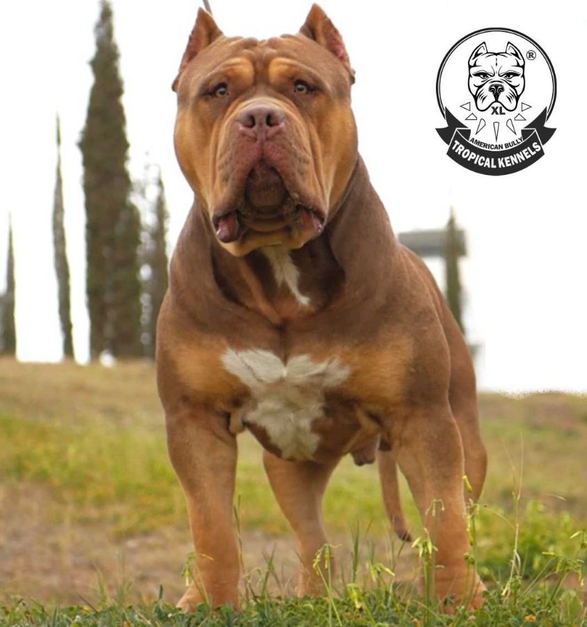 Tropical Bugatti, macho American Bully XL nacido en Tropical Kennels
