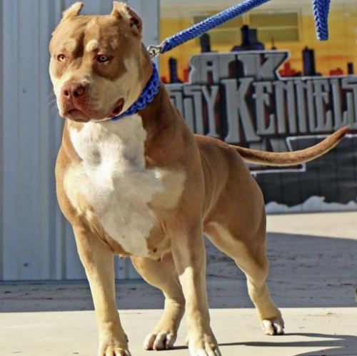 Bossy's Cece · American Bully XL Tropical Kennels
