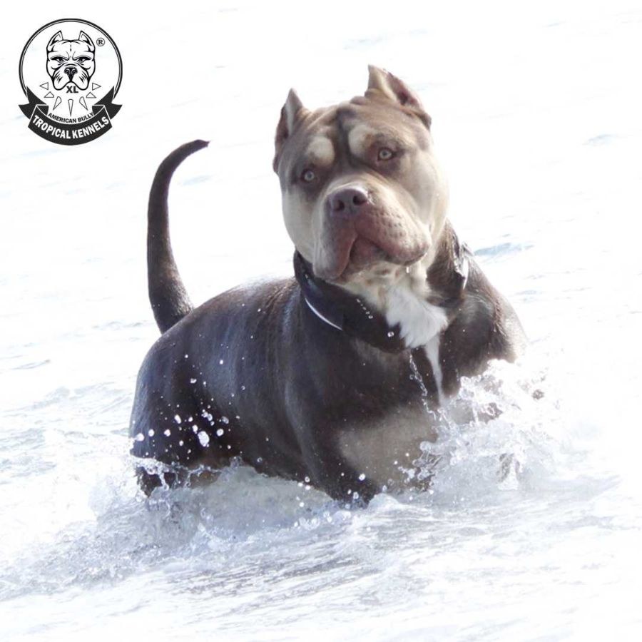 Bossy's Conan, American Bully XL de Tropical Kennels