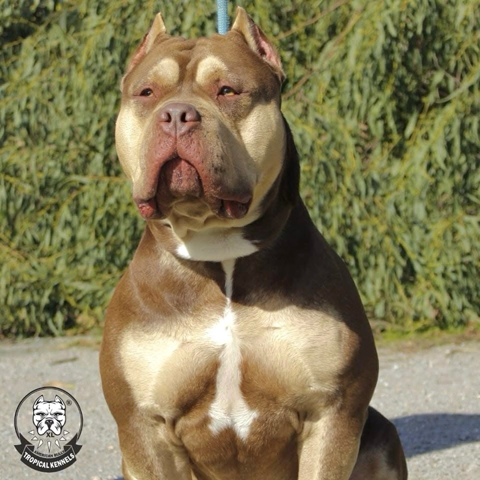 Bossy's Conan, macho American Bully XL tricolor chocolate de Tropical Kennels
