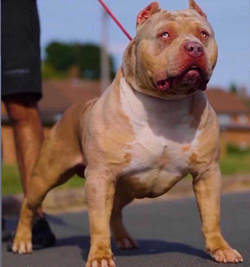 Bossy's Dexter · American Bully XL Tropical Kennels
