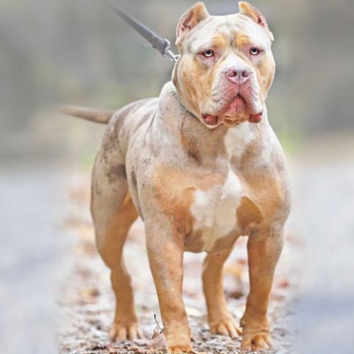 Bossy's Dream · American Bully XL Tropical Kennels