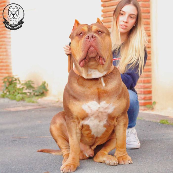 Familia con un American Bully XL de Tropical Kennels en Andalucía