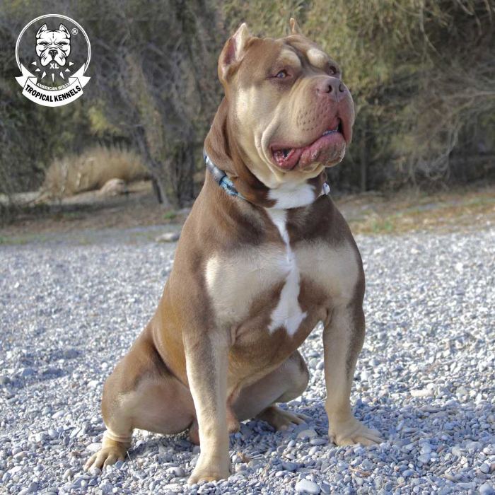 American Bully XL con collar y correa, criadero Tropical Kennels