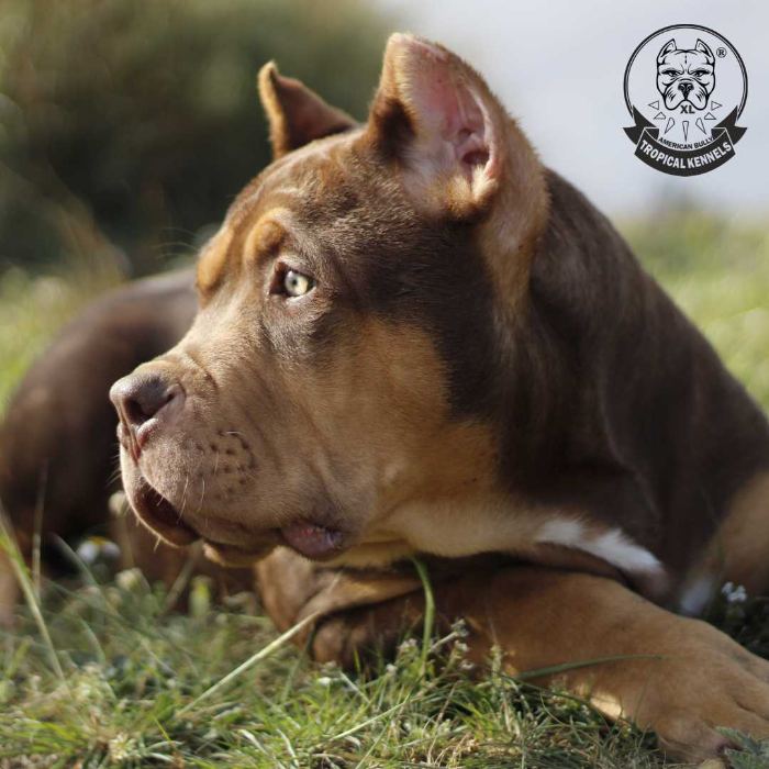 Bugatti cachorro · American Bully XL Tropical Kennels