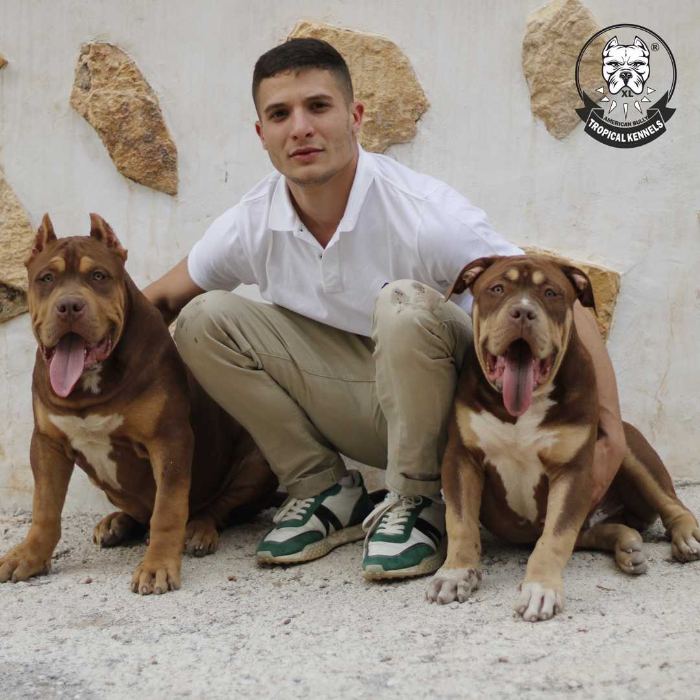 David Castillo con dos American Bully XL en el criadero