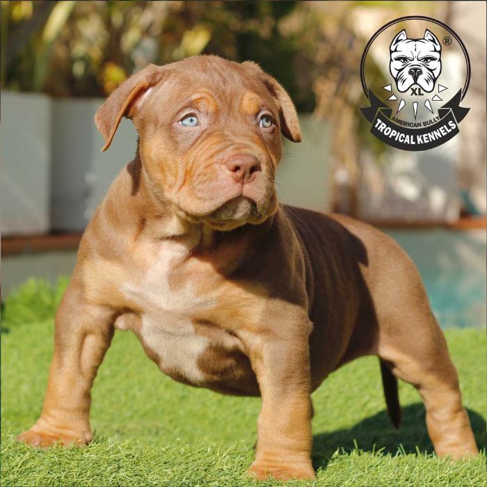 Cachorro 2023 · American Bully XL Tropical Kennels