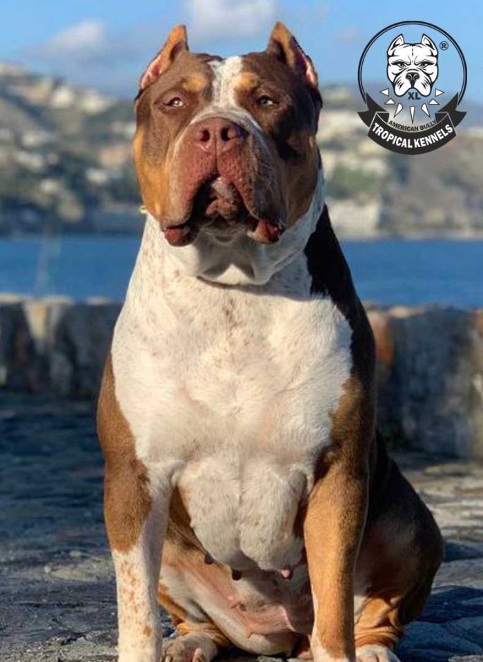 Conan en el puerto · American Bully XL Tropical Kennels