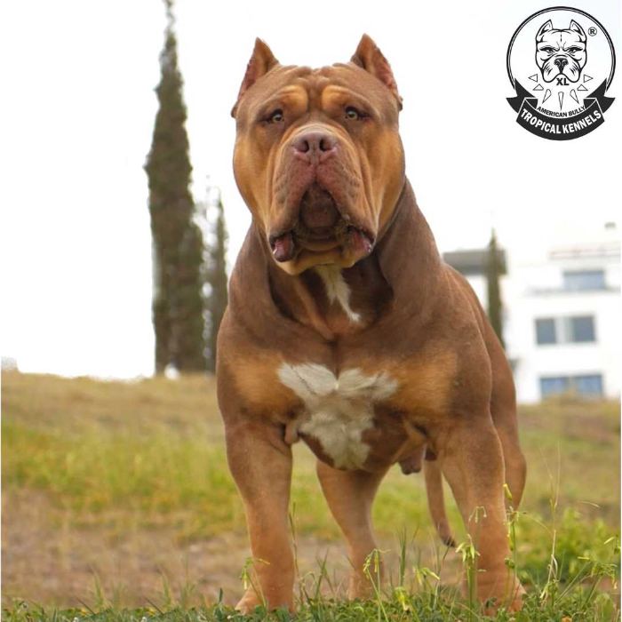 Bugatti en el campo · American Bully XL Tropical Kennels