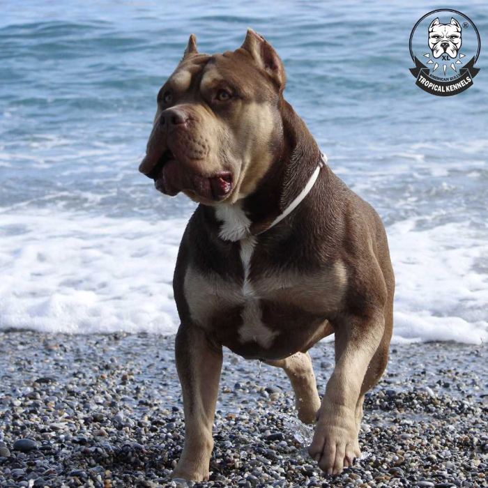 Conan tumbado · American Bully XL Tropical Kennels