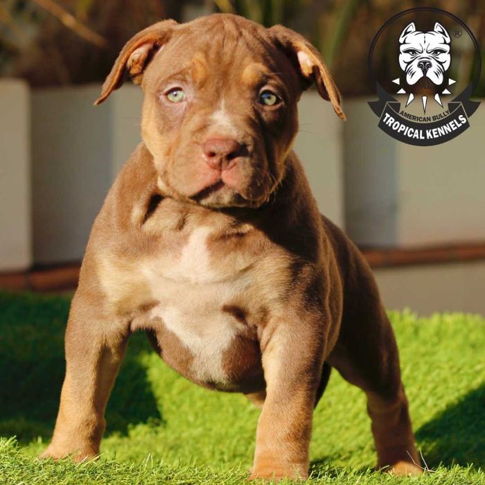 Cachorra 2023 · American Bully XL Tropical Kennels