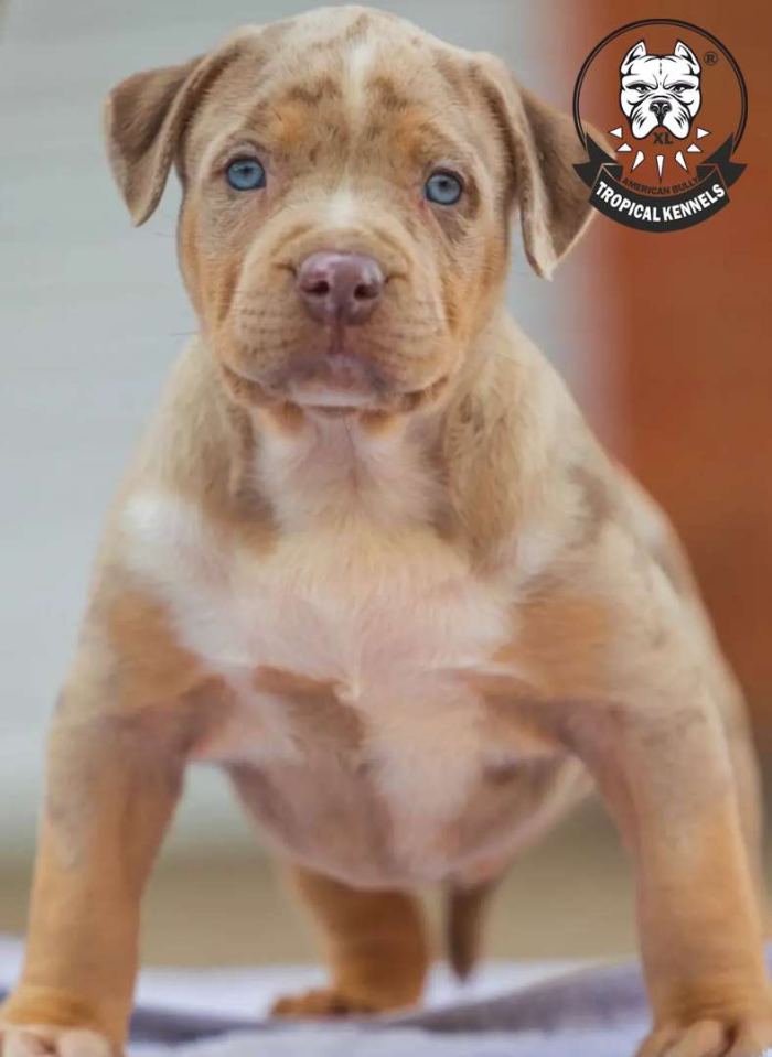 Cachorro 2022 · American Bully XL Tropical Kennels