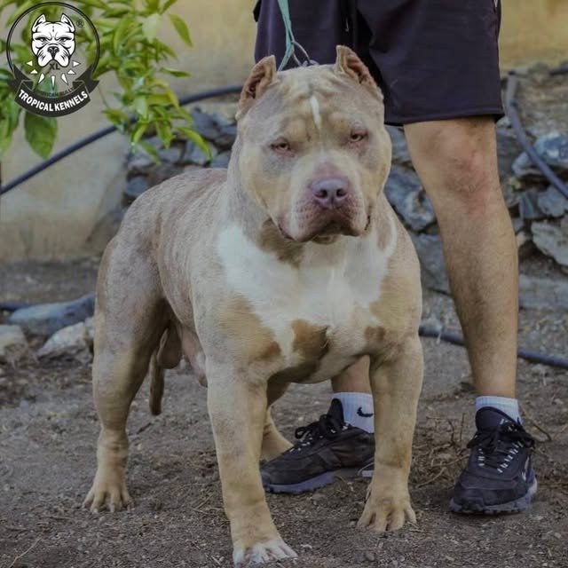 Tyron con David · American Bully XL Tropical Kennels