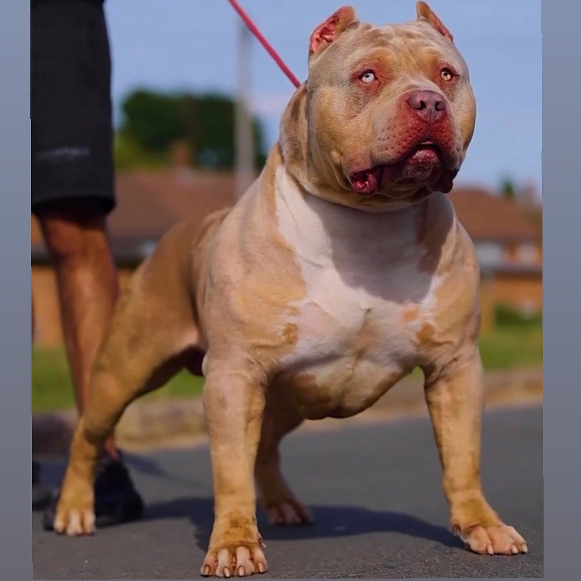 Showbullyz Tyron, American Bully XL merle de Tropical Kennels