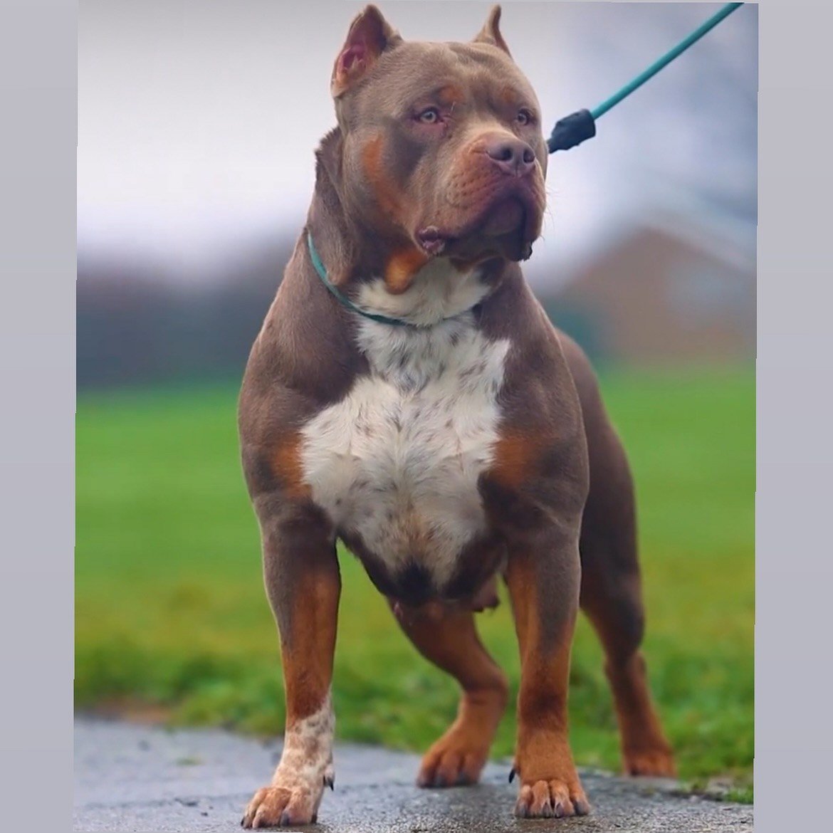 American Bully XL adulto