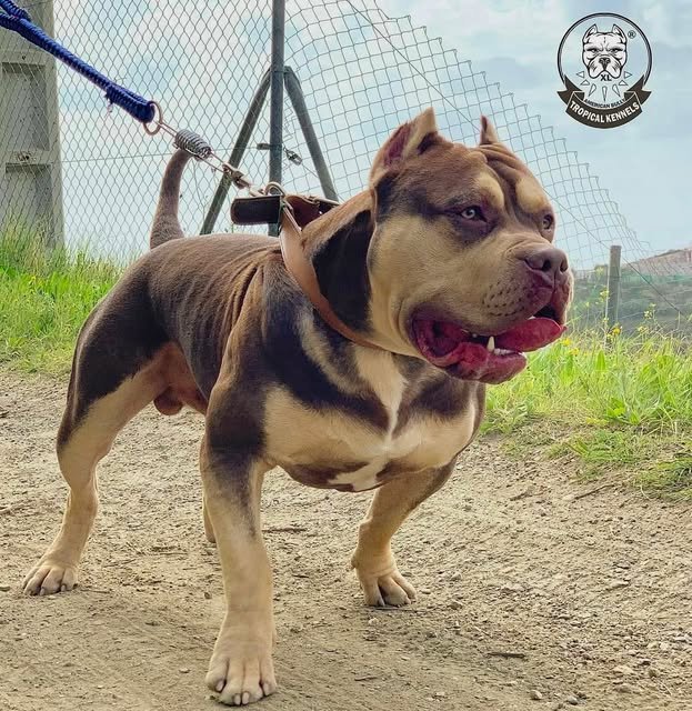 American Bully XL adulto con correa, Tropical Kennels