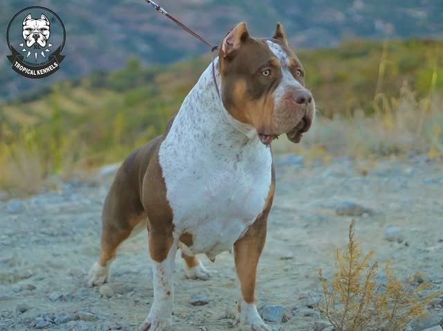 Senna en la finca · American Bully XL Tropical Kennels