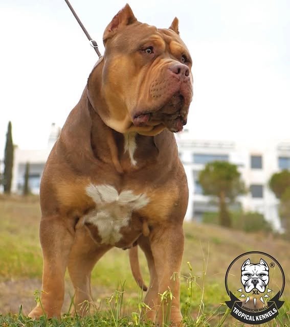 American Bully XL en el campo, criadero Tropical Kennels en Granada