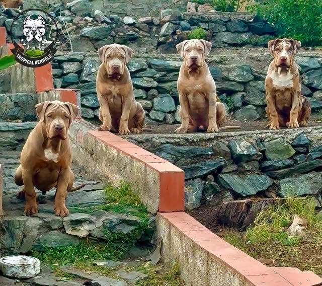 Camada en el jardín (octubre 2025) · American Bully XL Tropical Kennels