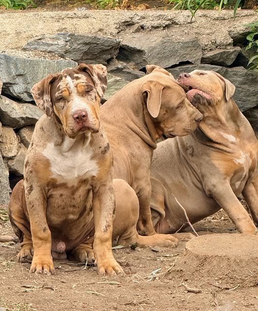 Cachorros jugando (octubre 2025) · American Bully XL Tropical Kennels