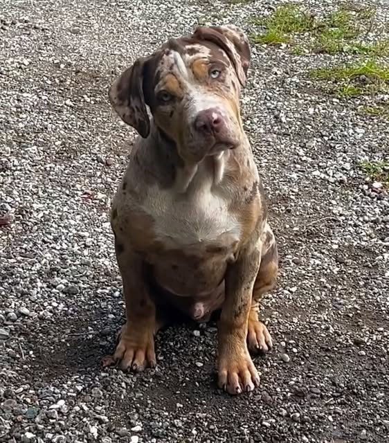 Cachorro merle (septiembre 2025) · American Bully XL Tropical Kennels