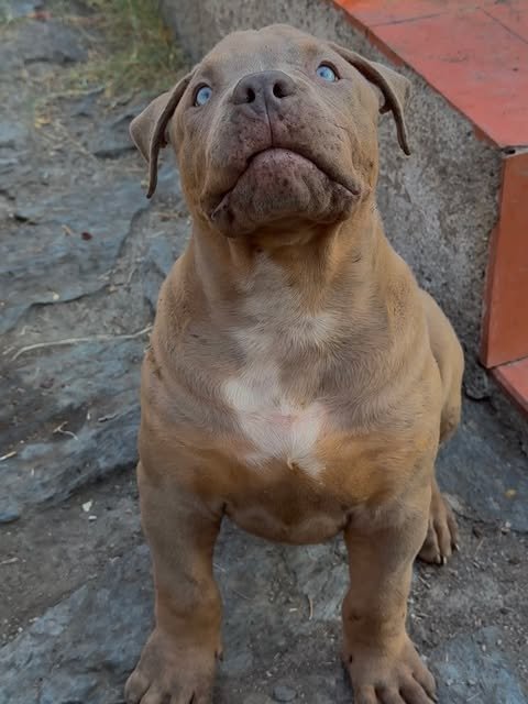 Cachorro (septiembre 2025) · American Bully XL Tropical Kennels