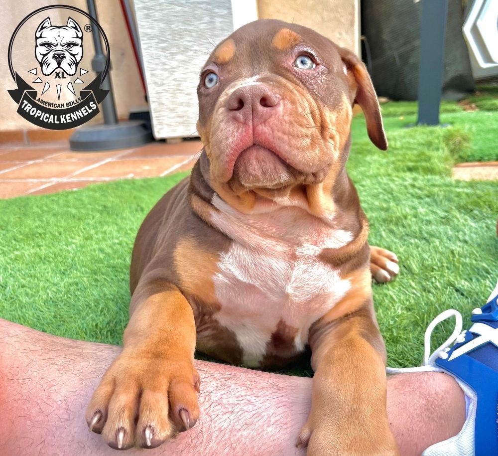 Cachorro tricolor chocolate tumbado en el césped · American Bully XL Tropical Kennels