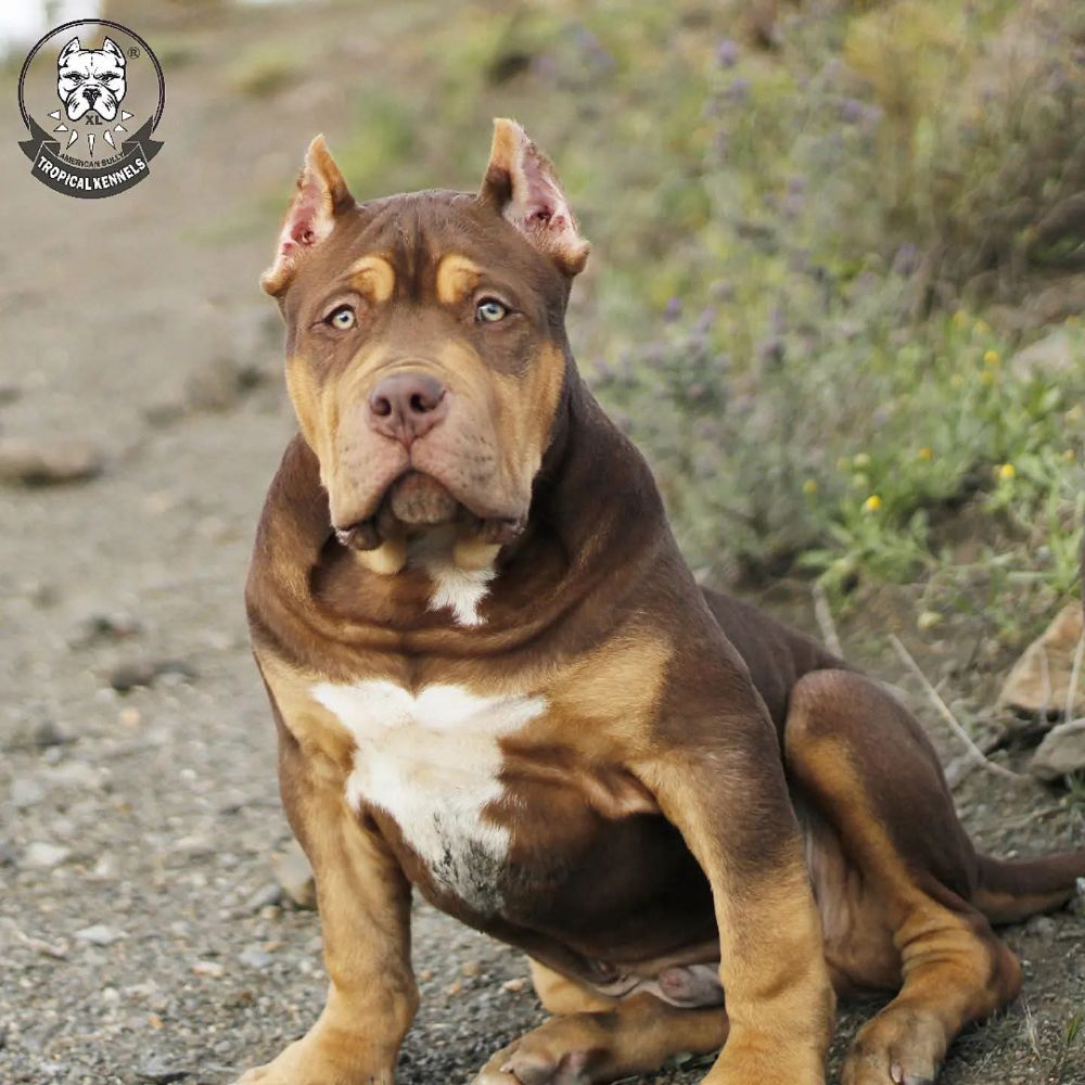 Tropical Bugatti sentado · American Bully XL Tropical Kennels