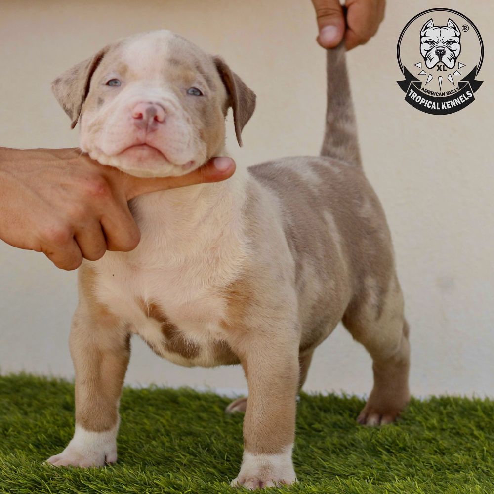 Cachorro macho camada Tyron × Layla · American Bully XL Tropical Kennels