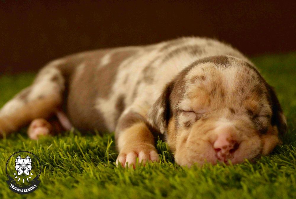 Cachorra merle durmiendo · American Bully XL Tropical Kennels