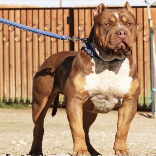 Bossy's Good Bar · American Bully XL Tropical Kennels