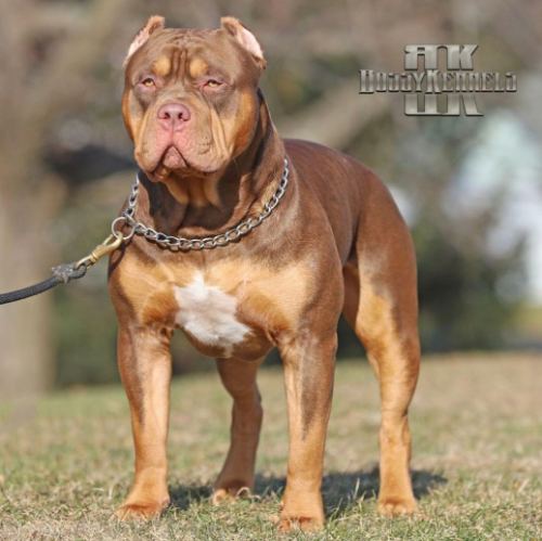Bossy's Grizz · American Bully XL Tropical Kennels