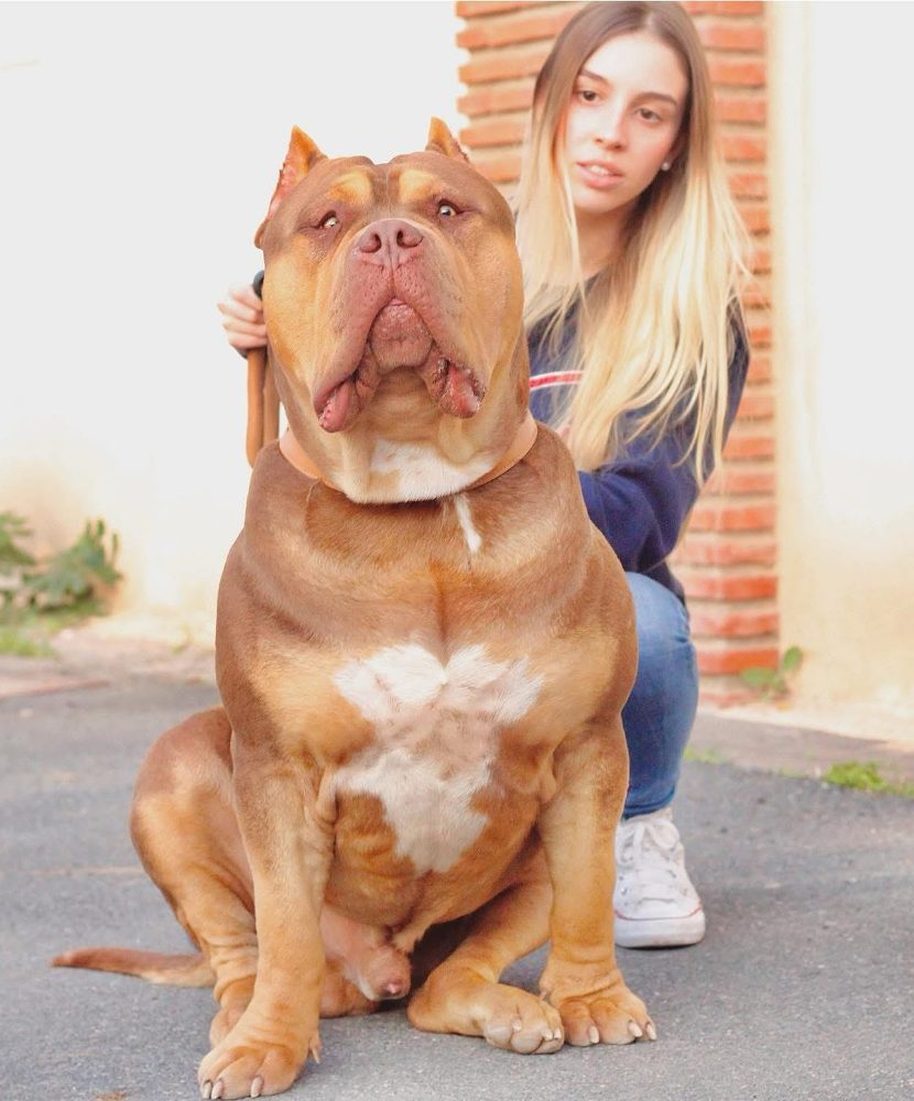 Tropical Bugatti, macho American Bully XL tricolor chocolate del criadero Tropical Kennels