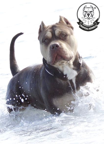 American Bully XL Bossy's Conan corriendo en el mar, criadero Tropical Kennels