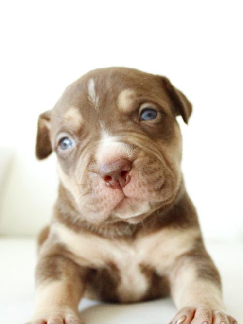 Cachorra 2022 · American Bully XL Tropical Kennels