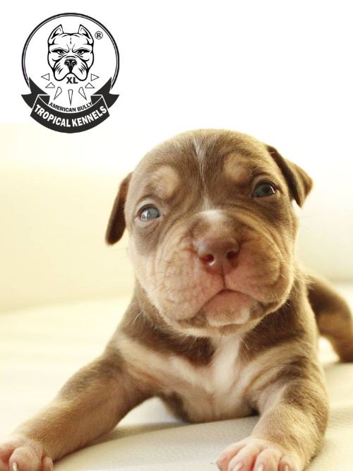 Cachorro macho 2022 · American Bully XL Tropical Kennels