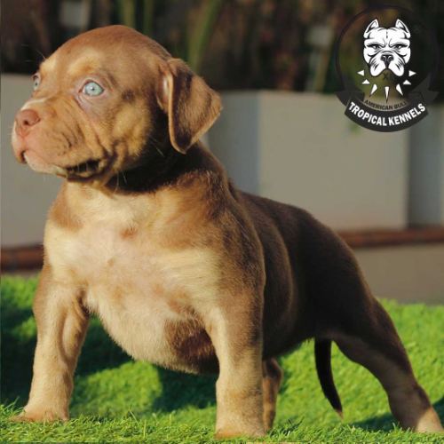 Cachorra 2023 · American Bully XL Tropical Kennels
