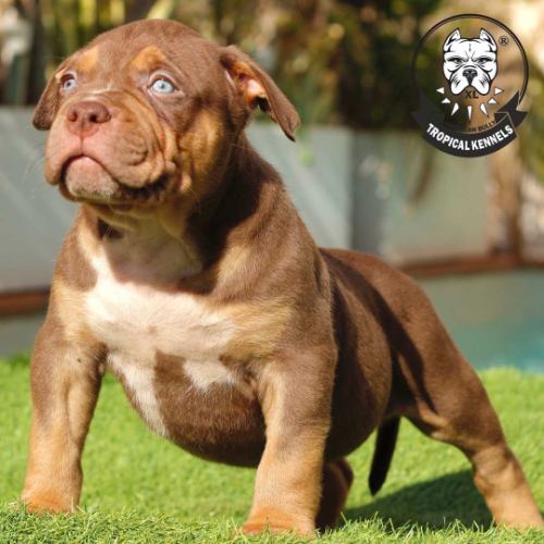 Cachorro macho 2023 · American Bully XL Tropical Kennels
