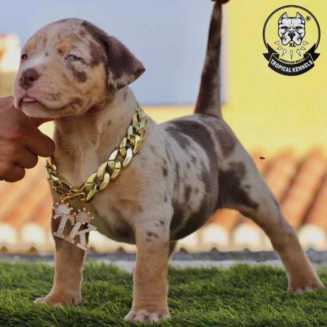 Cachorro hembra 1 · American Bully XL Tropical Kennels