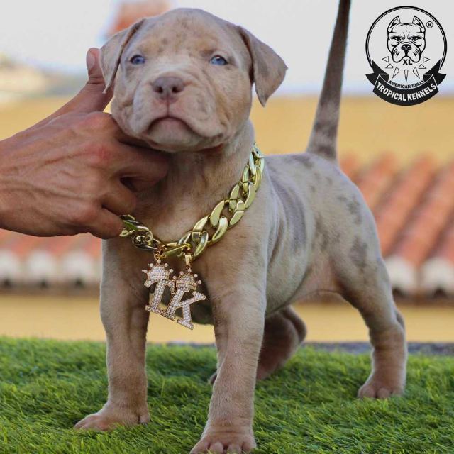 Cachorro hembra 2 · American Bully XL Tropical Kennels
