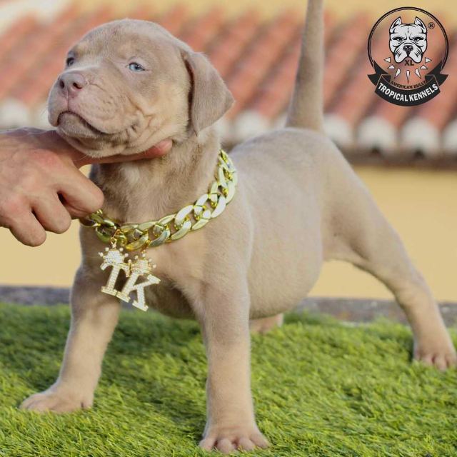 Cachorro hembra 3 · American Bully XL Tropical Kennels