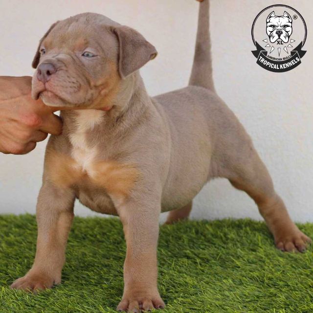 Cachorro macho 1 · American Bully XL Tropical Kennels