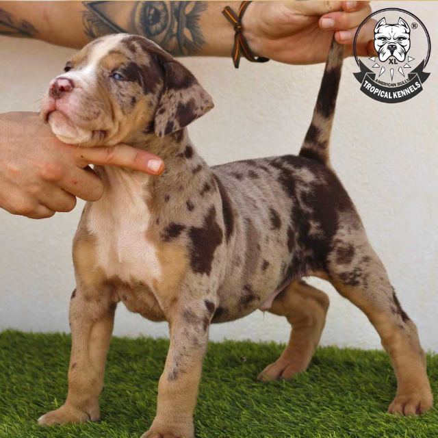 Cachorro macho 2 · American Bully XL Tropical Kennels