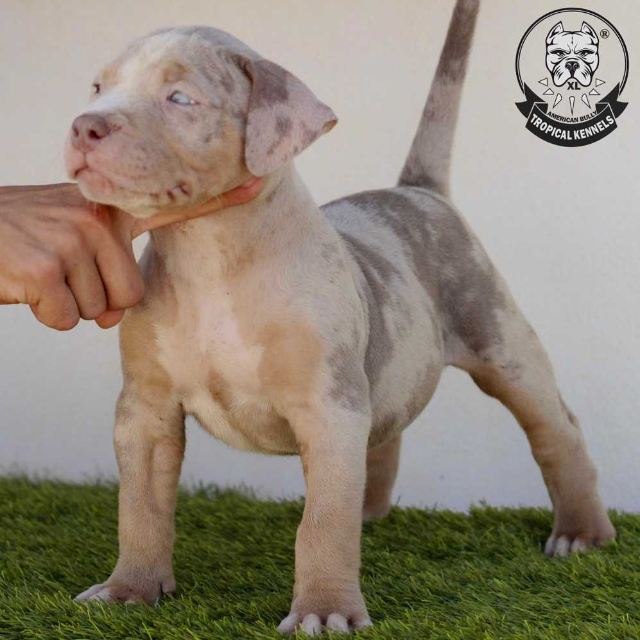 Cachorro macho 3 · American Bully XL Tropical Kennels