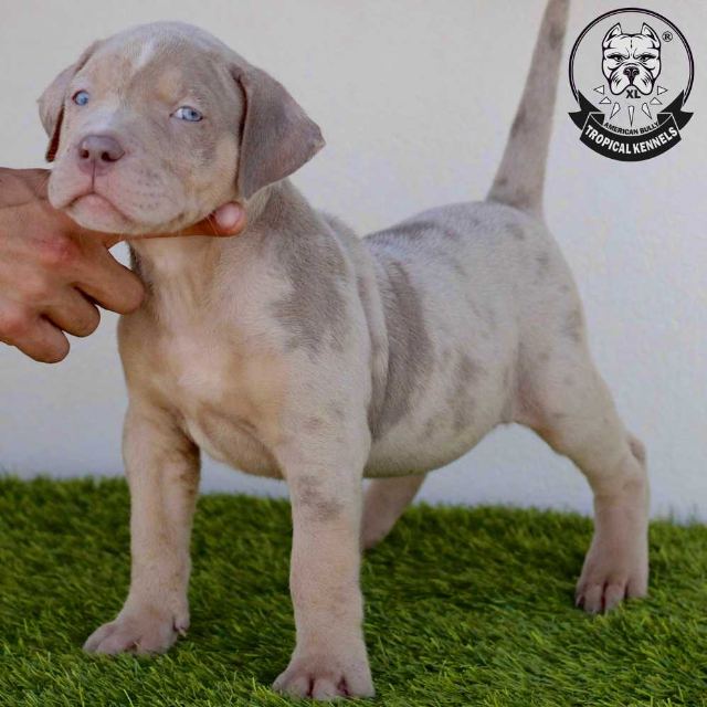 Cachorro macho 4 · American Bully XL Tropical Kennels