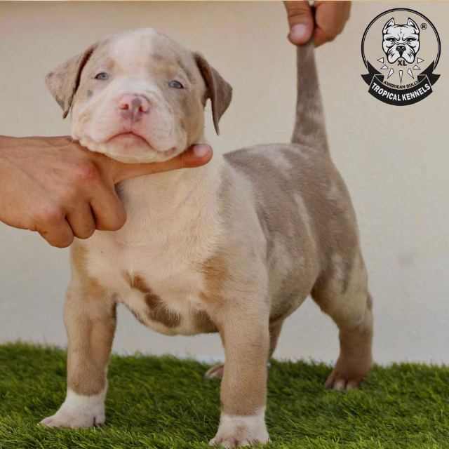 Cachorro macho 5 · American Bully XL Tropical Kennels