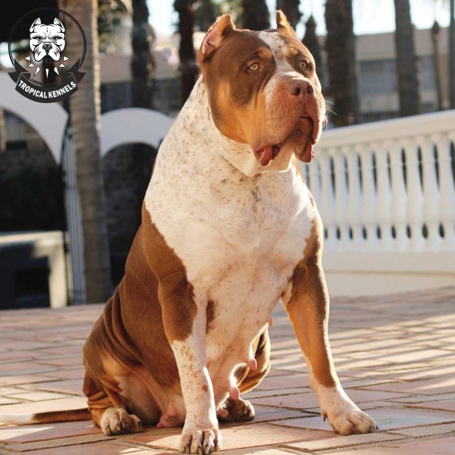 Bossy's Senna, hembra American Bully XL tricolor chocolate
