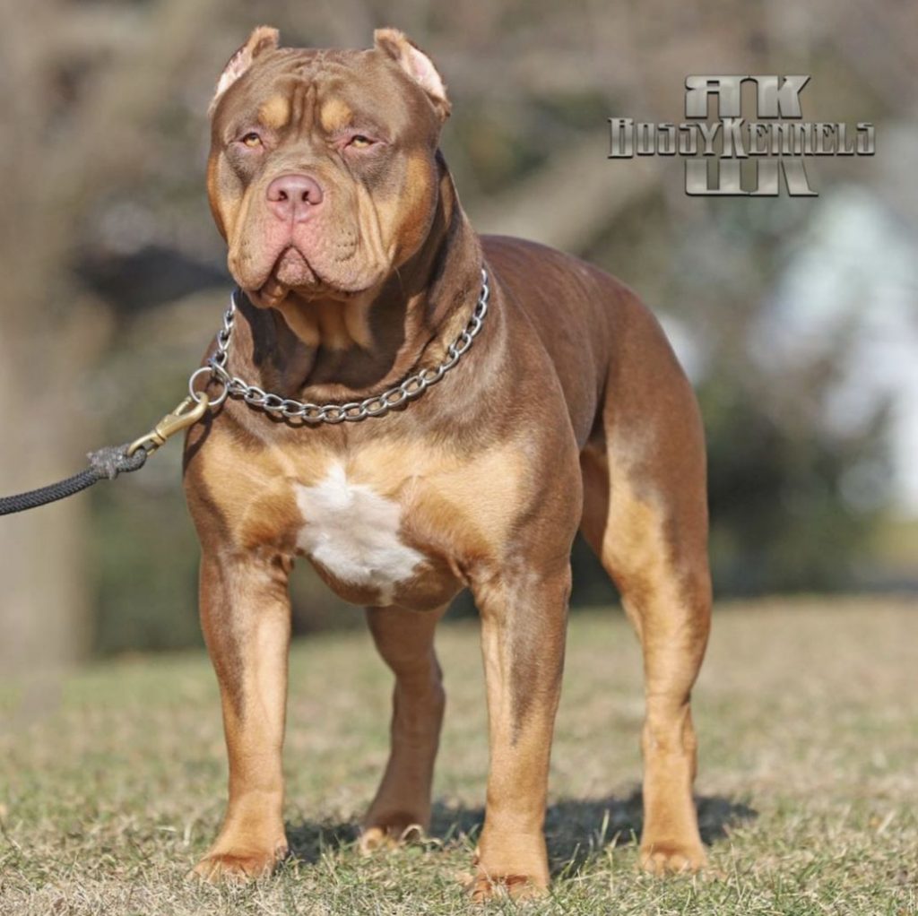 Macho Tricolor Bossy Kennels