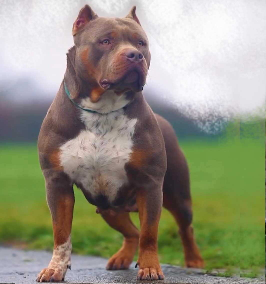 Hembra American Bullye XL