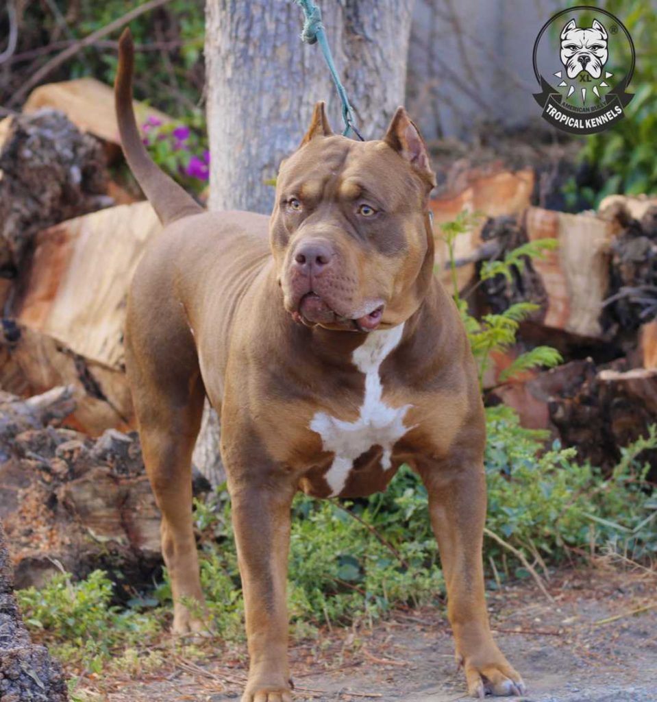 American Bully XXL